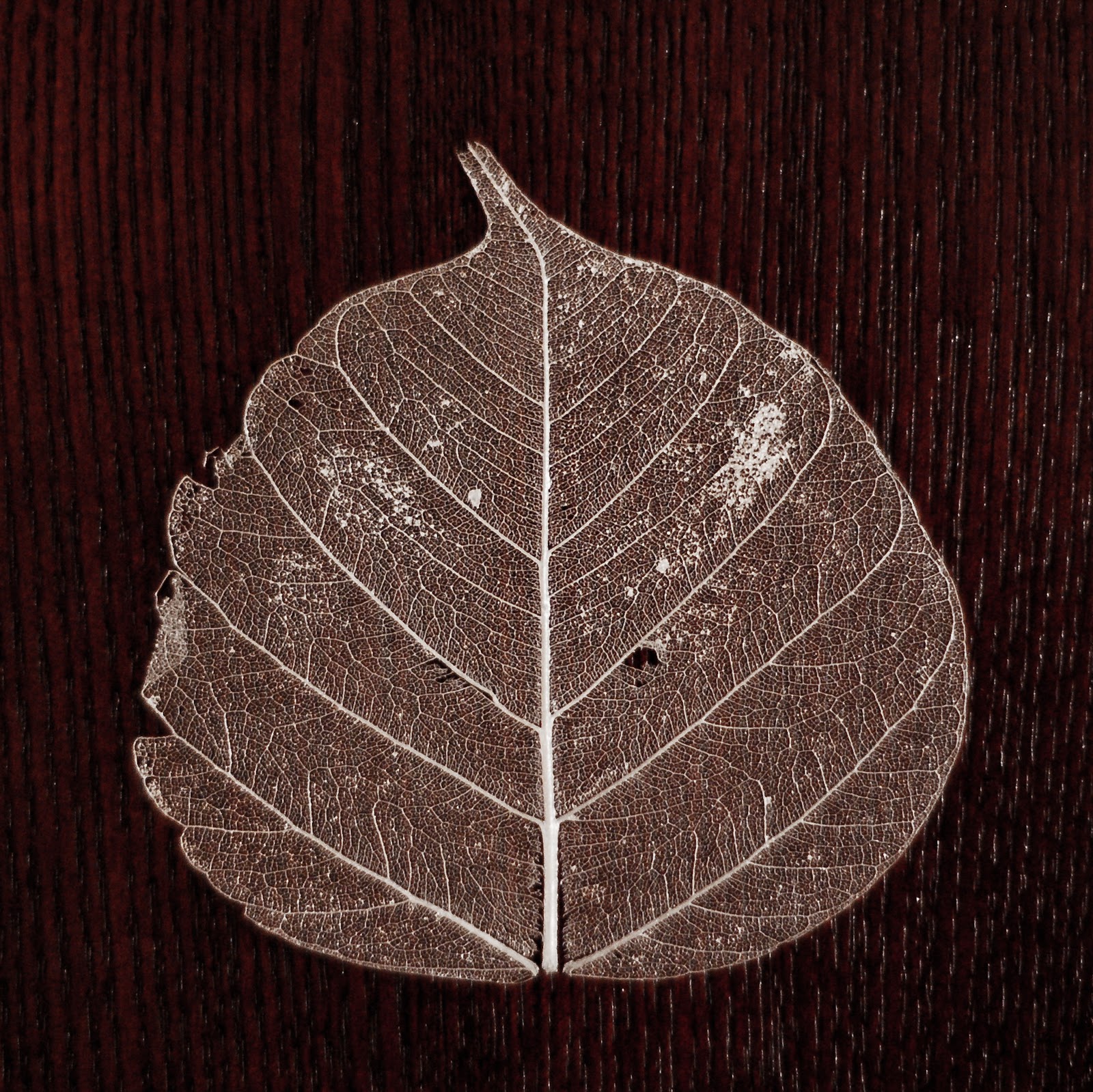 Old Leaf