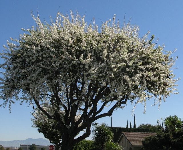 California Gardens: Evergreen Pear Trees