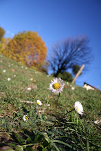 Boboli Daisies