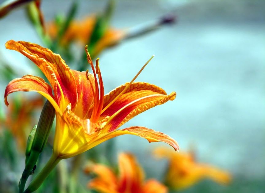 Abdominoplasty Beverly Hills Tummy Tuck Surgery Technique The Fleur