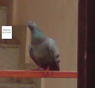 Pigeon - waiting for food