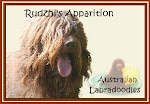 Rudzhi's Apparition Australian Labradoodles