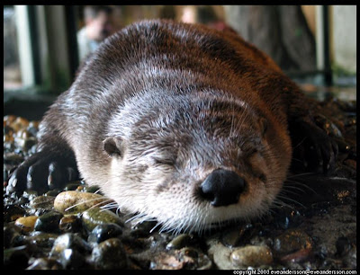 Mgoblog My Name Is Henri The Otter Of Ennui
