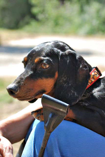 Twinkie Tiny Dog | Teacup Chihuahua | A Dog Blog: Dachshund Pictures vs