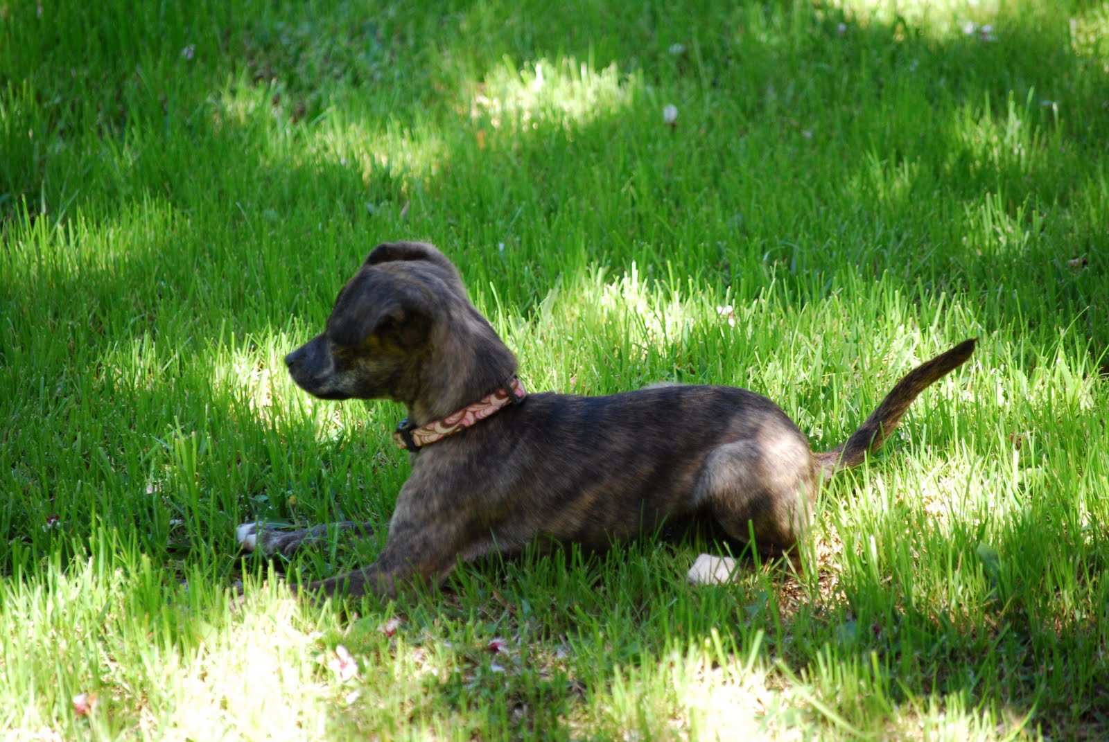 Twinkie Tiny Dog Teacup Chihuahua A Dog Blog Frankie A Chiweenie