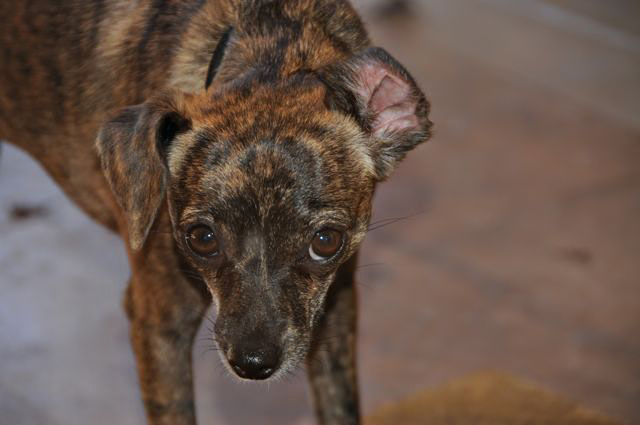 chiweenie puppies for sale in nc chiweenie puppies for sale in florida chiweenie puppies for sale in nc chiweenie puppies for sale in florida