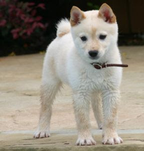 Shiba+inu+mixes