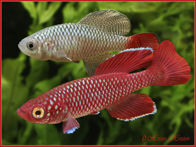 Nothobranchius%2520Korthausae%2520Red%25