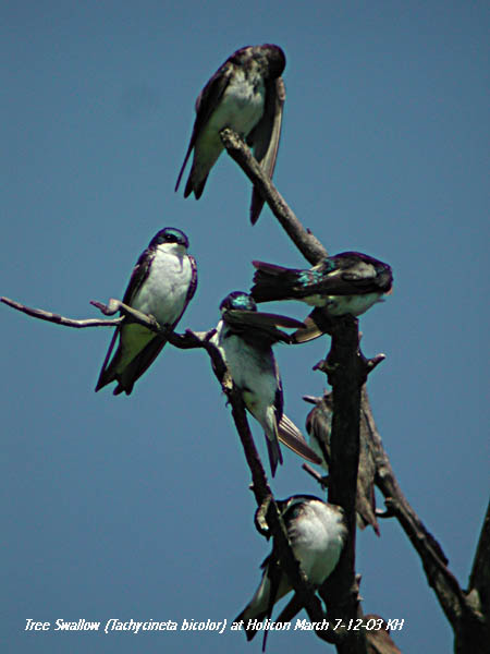 [Tree+Swallows+(K.+Hirabayashi).JPG]
