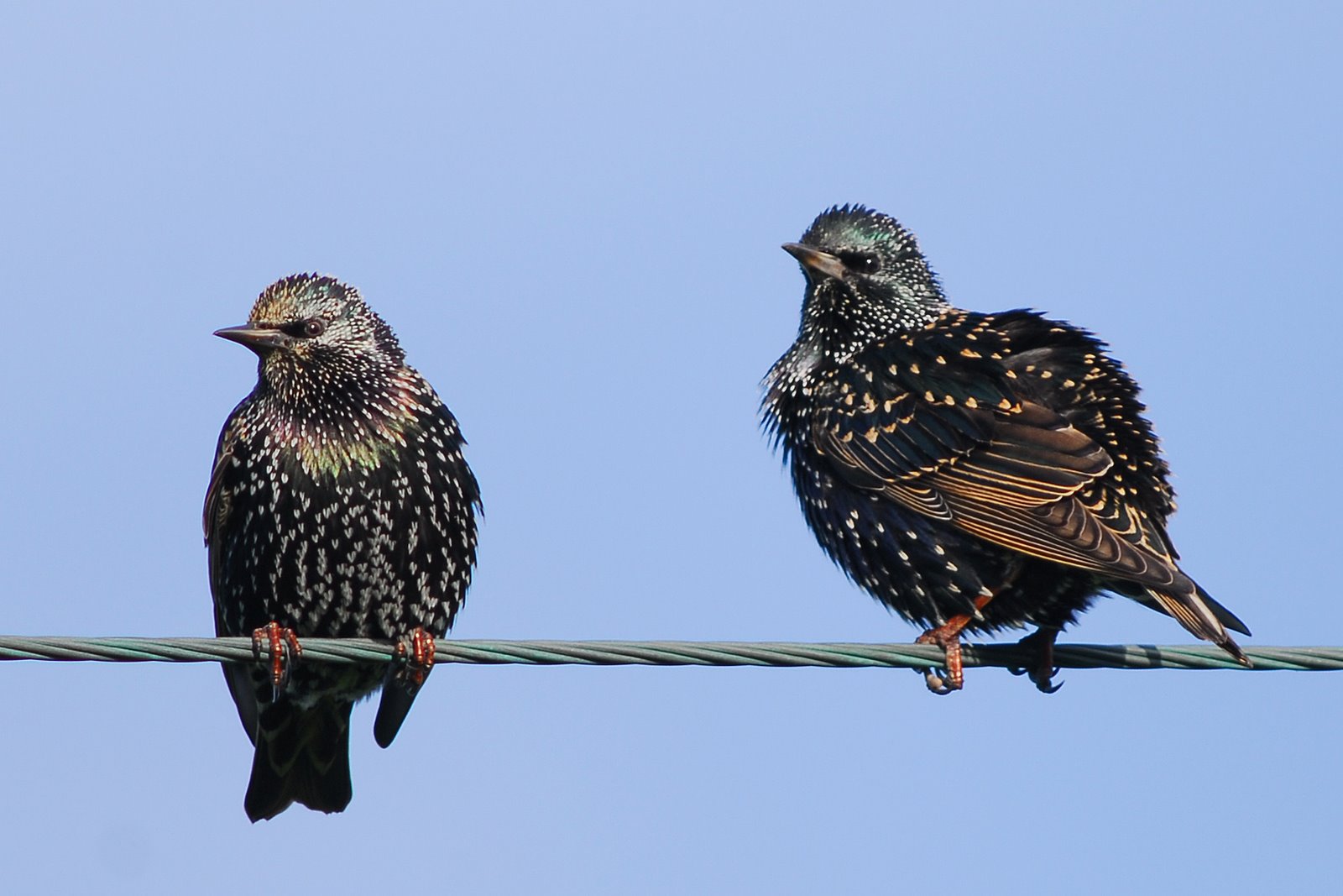 [Starlings+(Andy+Cook).jpg]