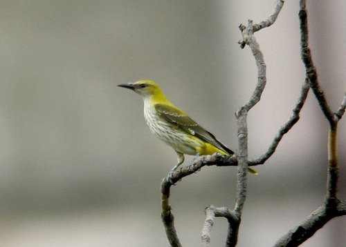 [Golden+Oriole+(D.+Stanic).jpg]