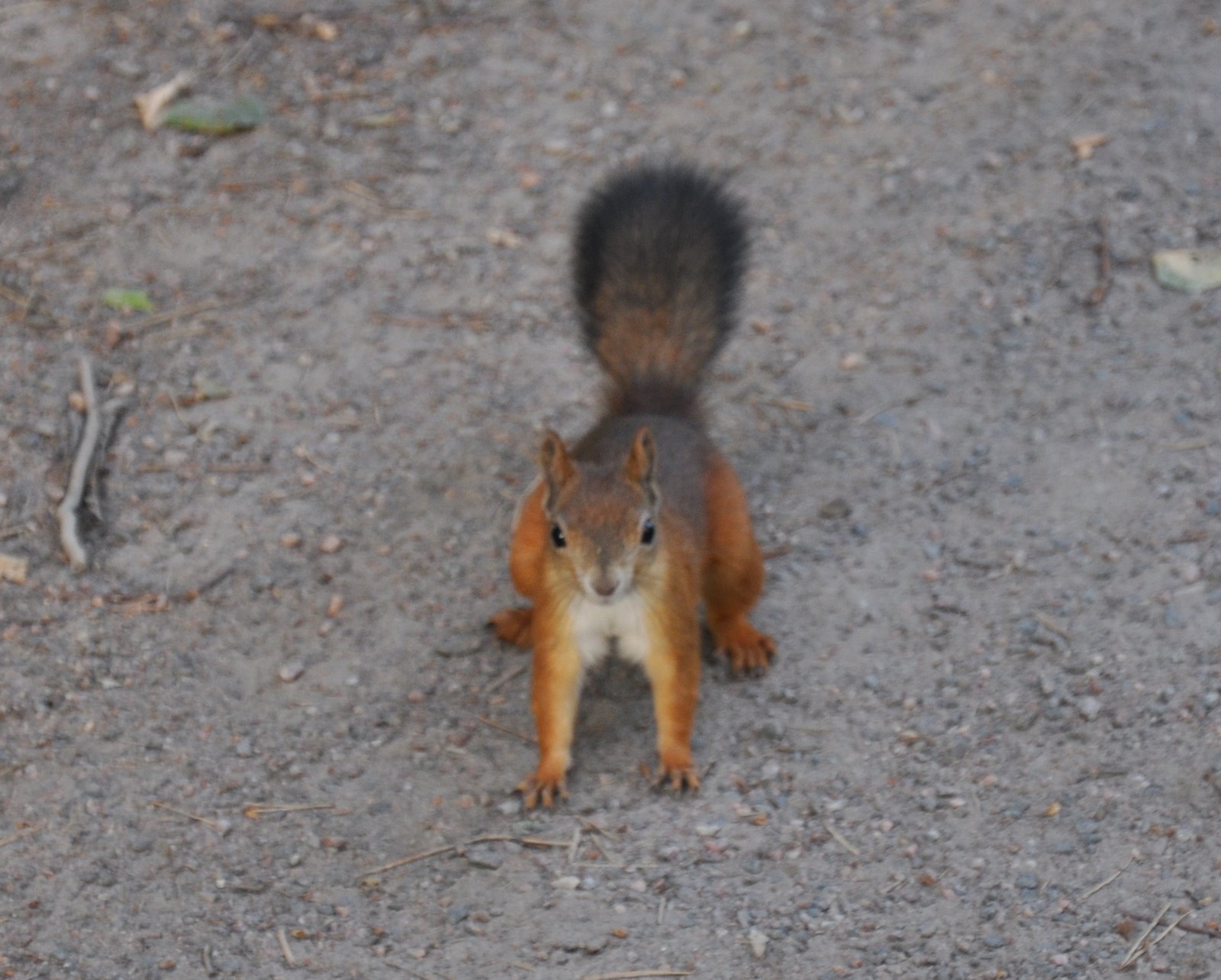 [My+little+Finnish+friend.JPG]