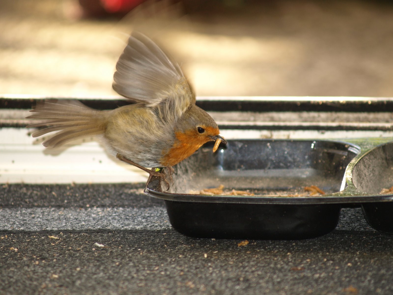 [Robin+(C.+Adlem).JPG]