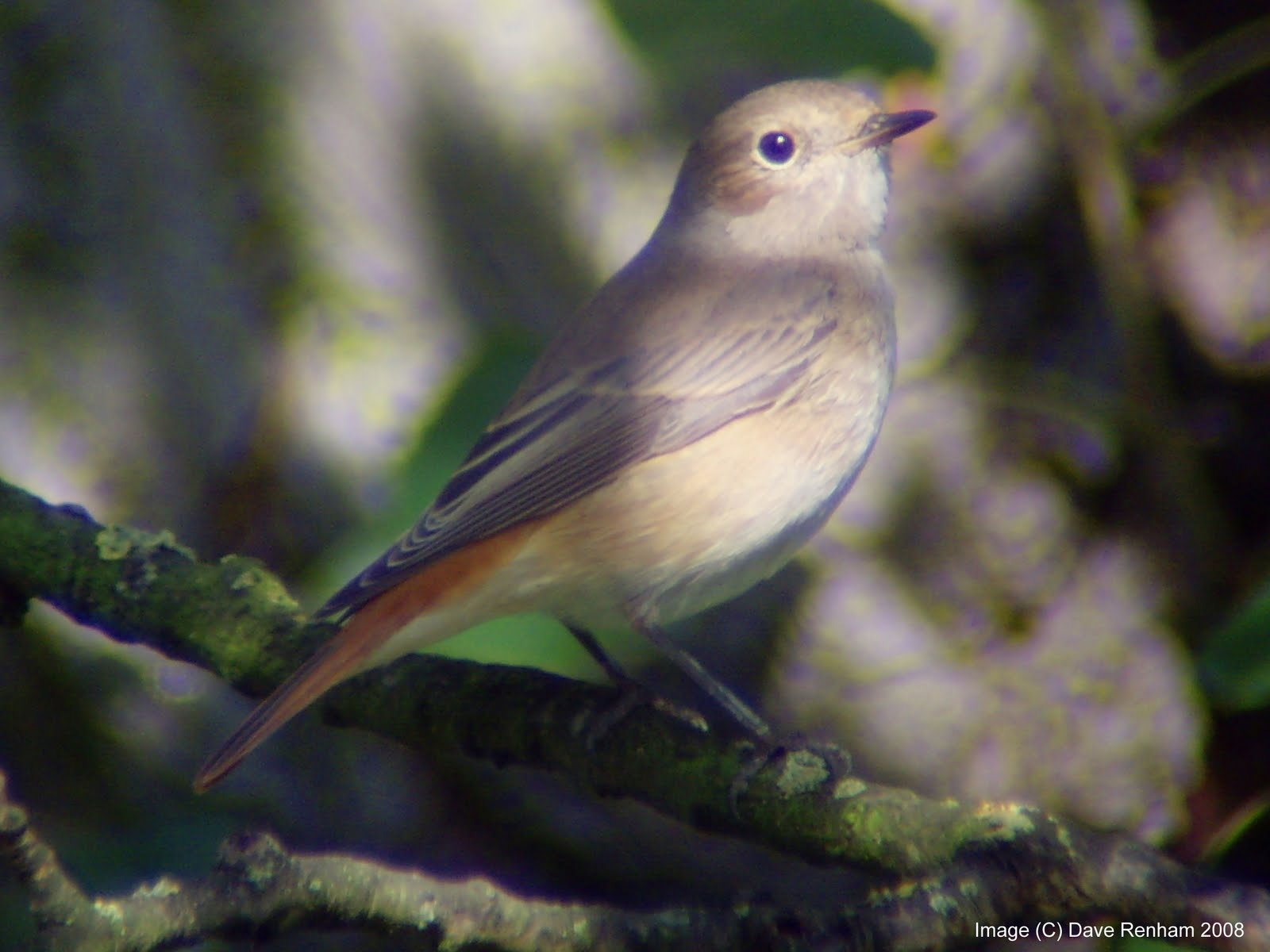 [Common+Redstart+(D.++Renham).jpg]
