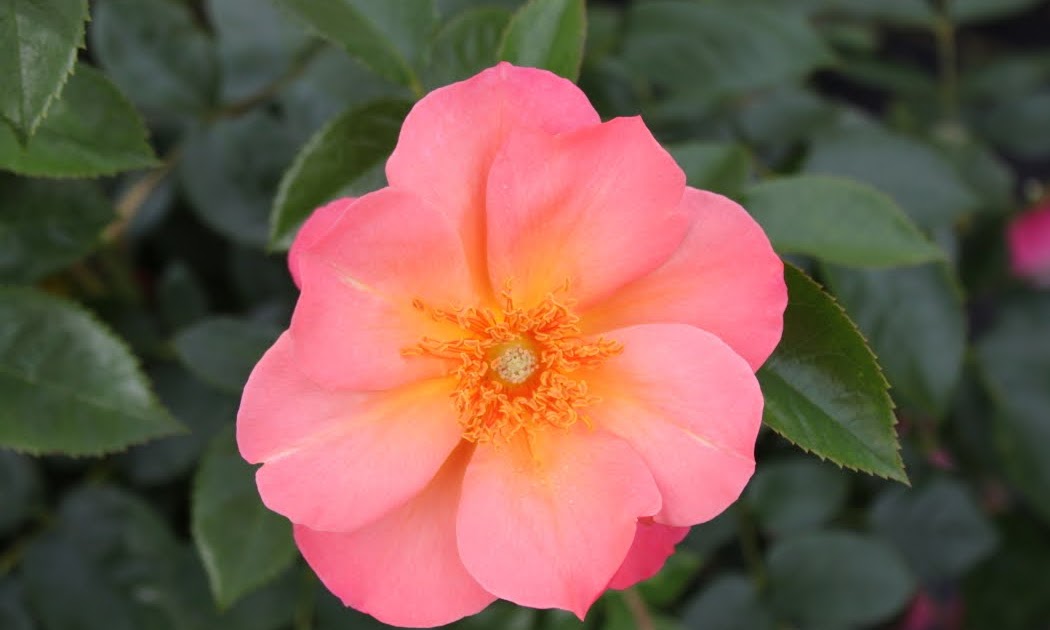 Confessions Of A Plant Geek Hardy Roses