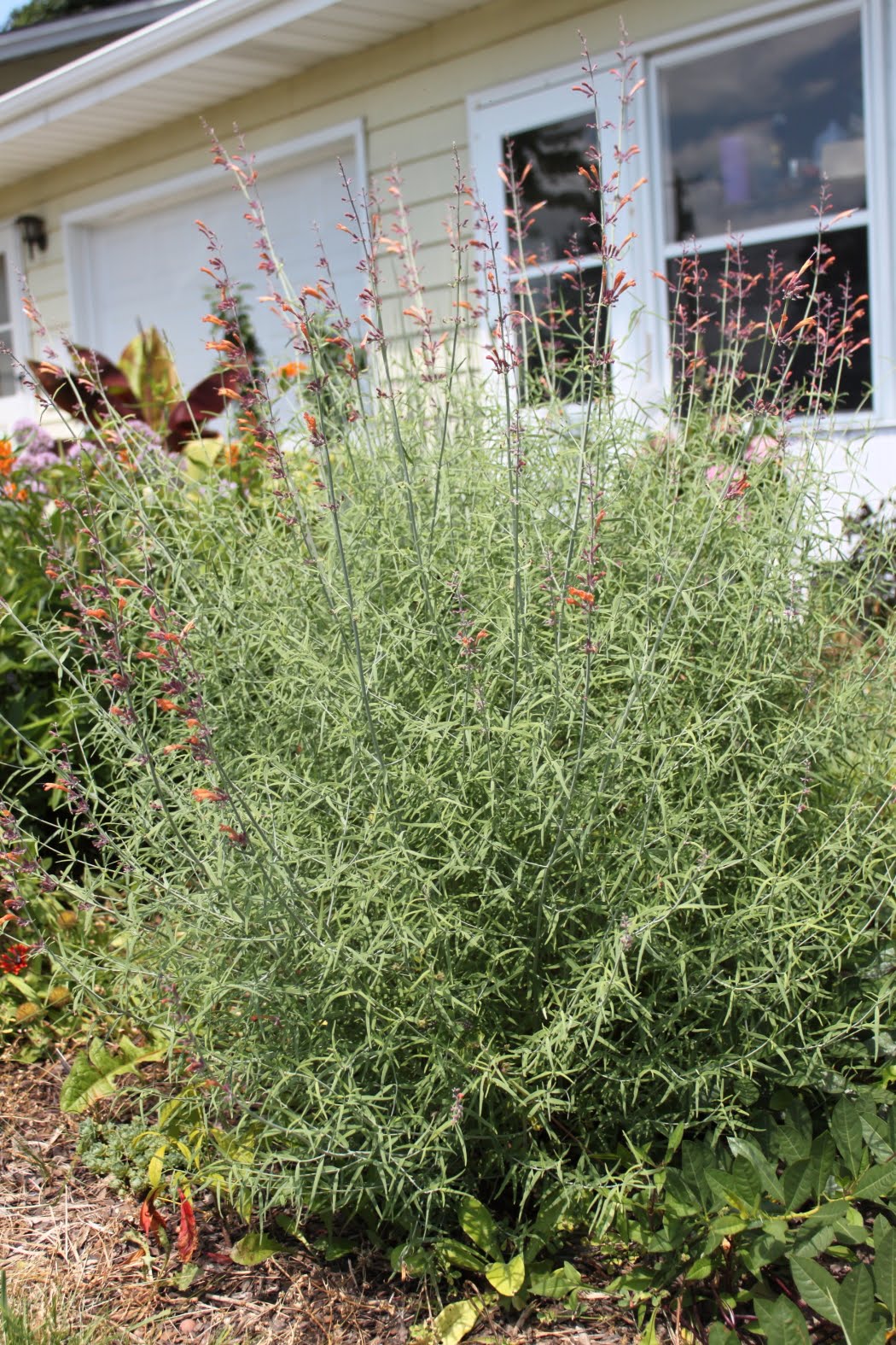 A Guide To Northeastern Gardening Pruning Buddleia Butterfly Bush