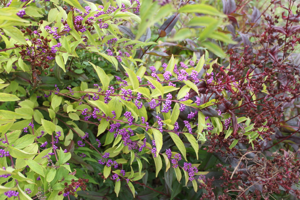 Deutzia Scabra Strawberry Fields Bruidsbloem Rozen