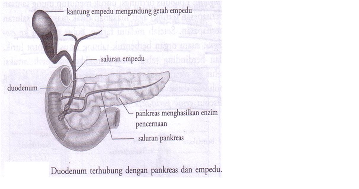 Khazrat Go Blog: Sistem Pencernaan Manusia Ringkas