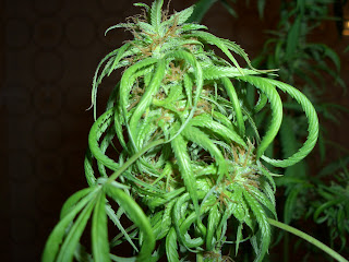 Marihuana