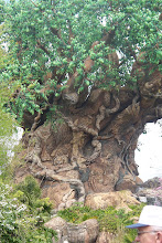 The tree of life!