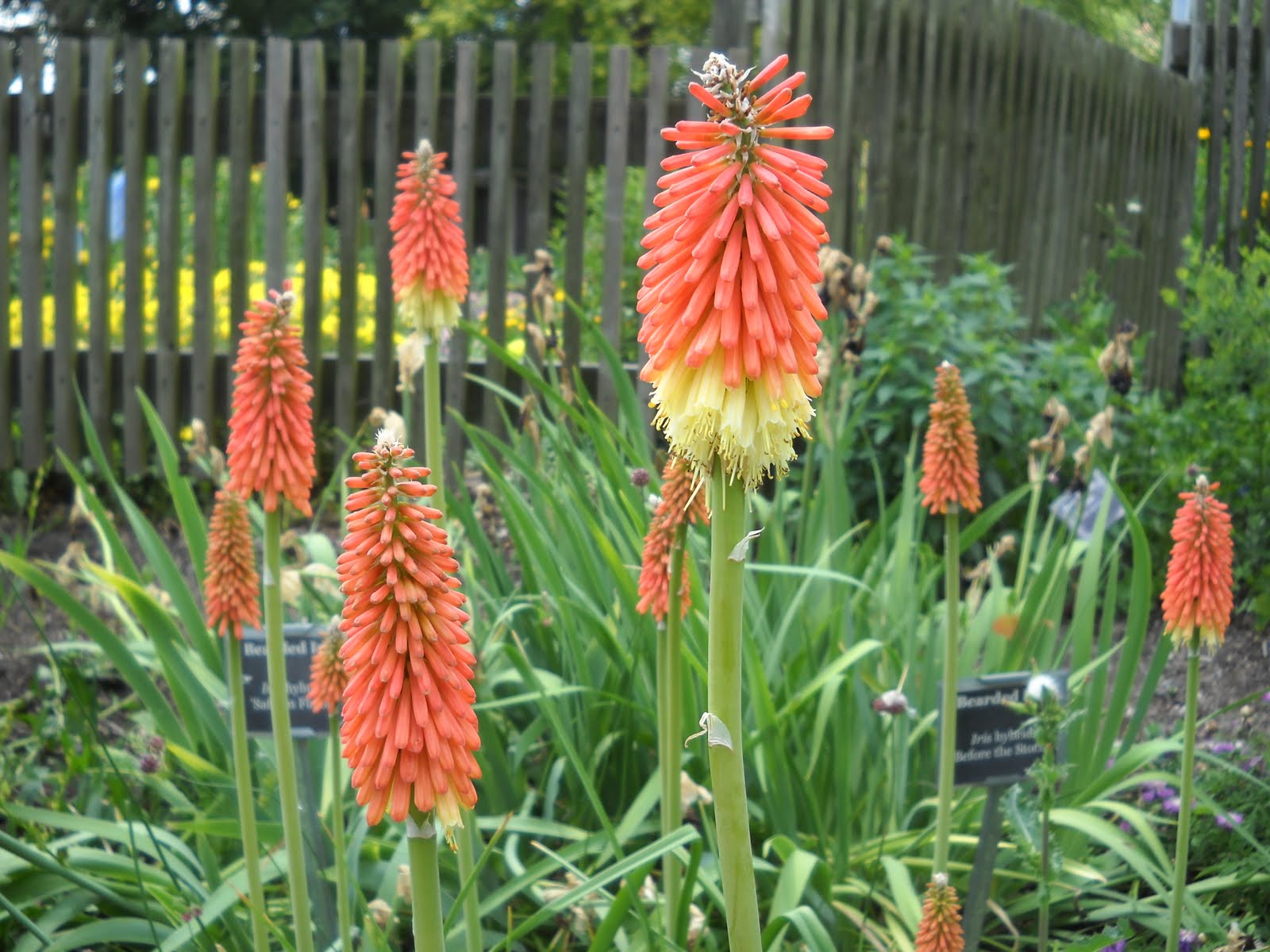Horticulture Gardens Today Kniphofia uvaria
