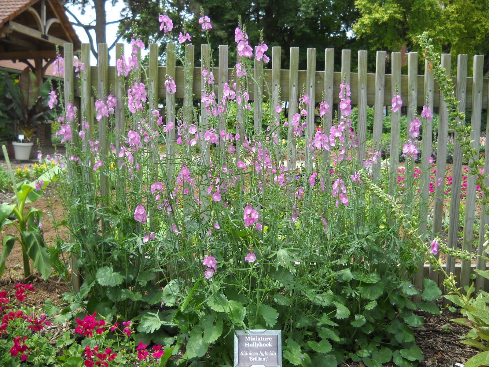 Common Hollyhock