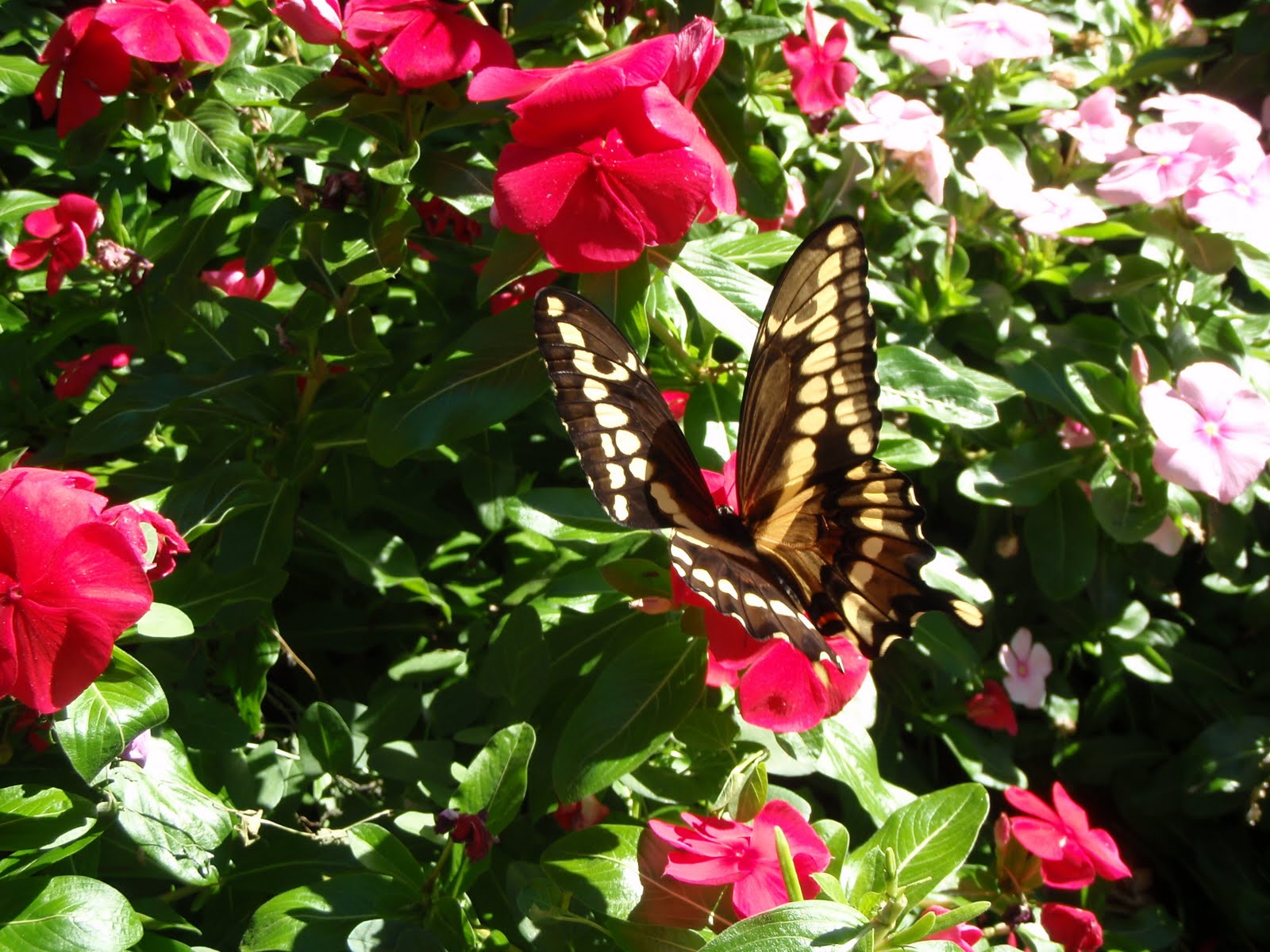 Horticulture Gardens Today Giant Swallowtail Butterfly on Annual Vinca