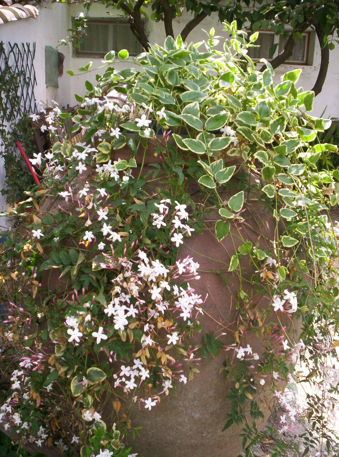 [evoraabril09+030.JPG]