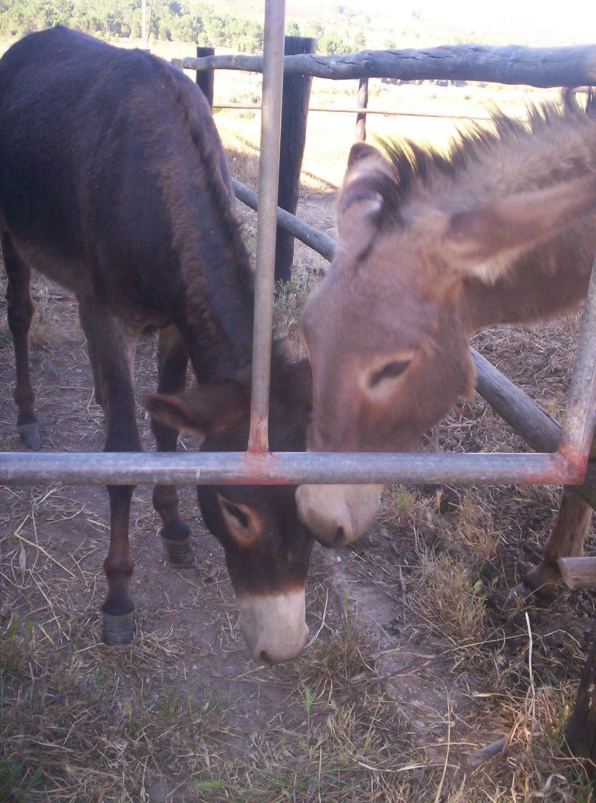 [odeceixe_junho09+065.JPG]