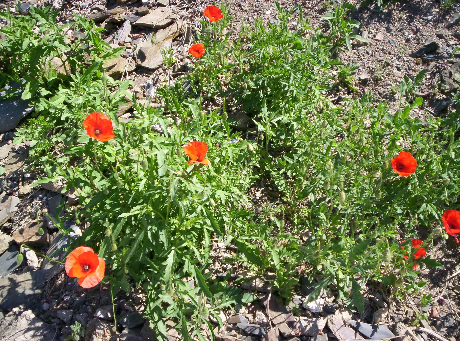 [mertolaabril2009+028.JPG]