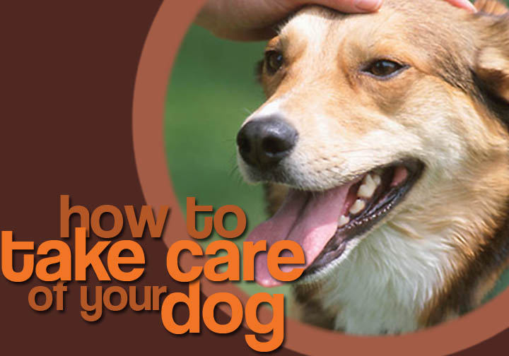 How to take care of your dog How to take care of your dog; an