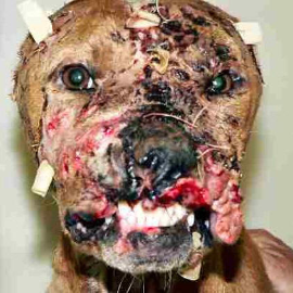 Samsara: The Disturbing World of Animal Testing