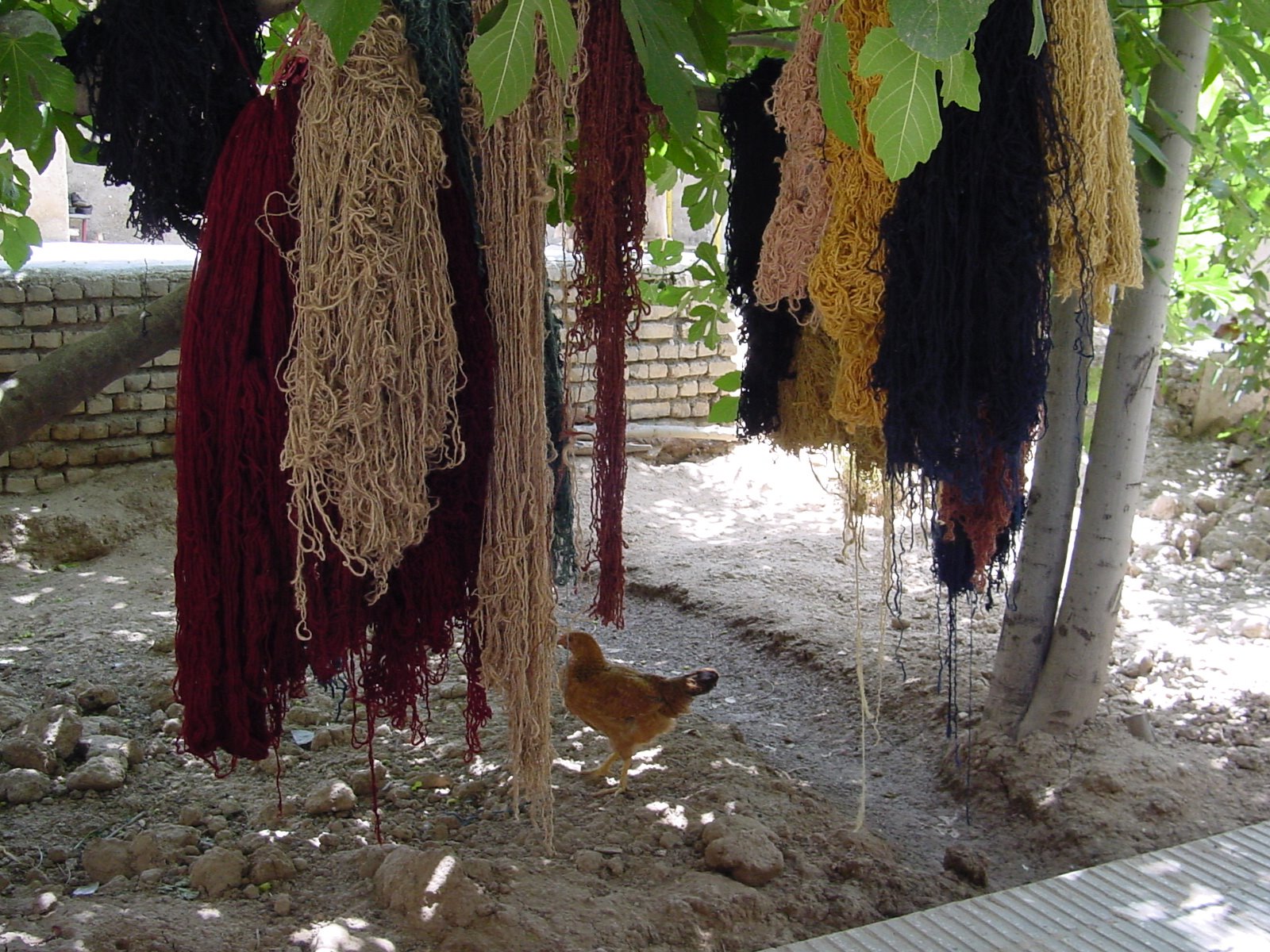 [Varamin+Yarn.JPG]