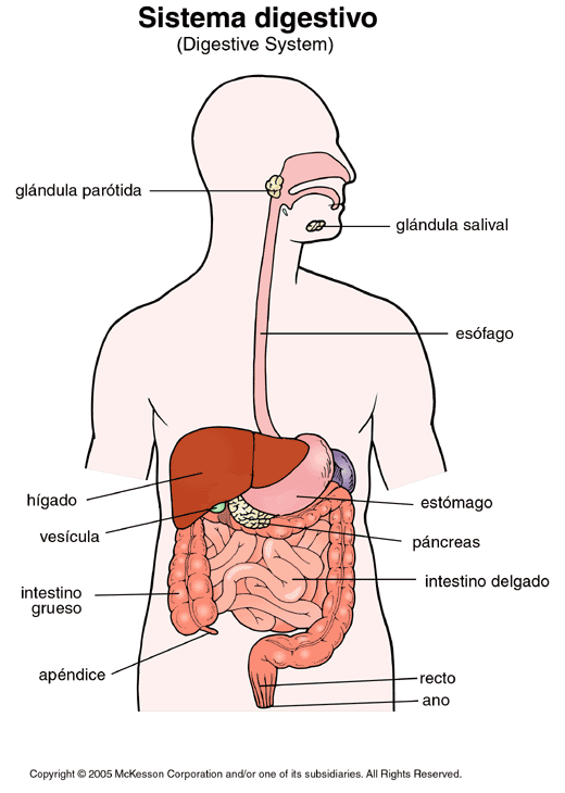 Aparato respiratorio - Wikipedia, la enciclopedia libre