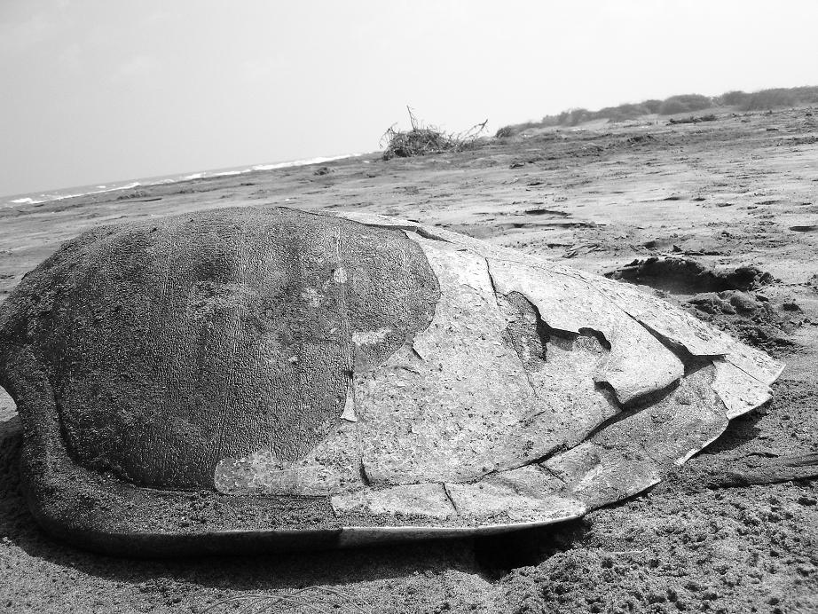 [turtleshell2.JPG]