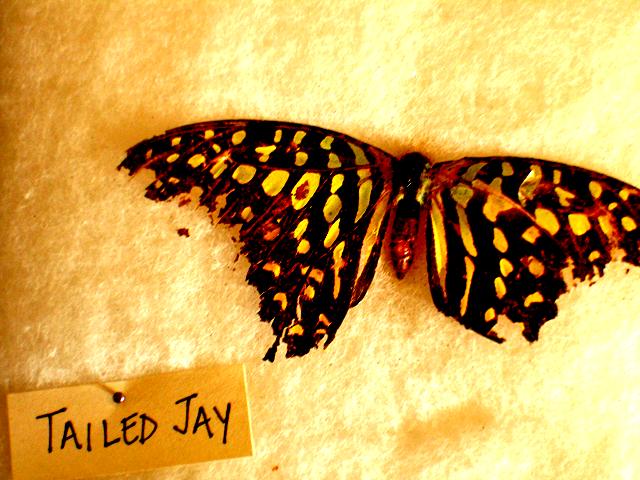[tailed+jay.JPG]