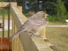 Canadian wildlife