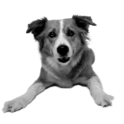 [constructionDOG.gif]