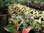 Aglaonema