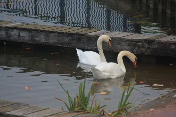 [138-602-Saverne,+Swans+Feeding+by+Barge.JPG]
