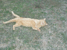 Julius