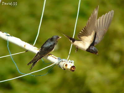 golondrina tímido golondrina tímido