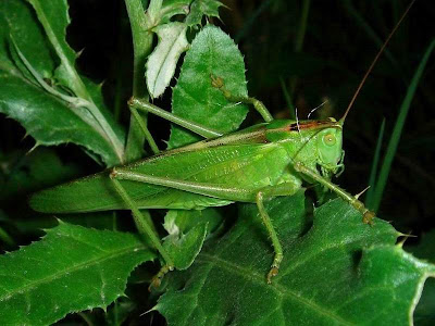 Bush Cricket