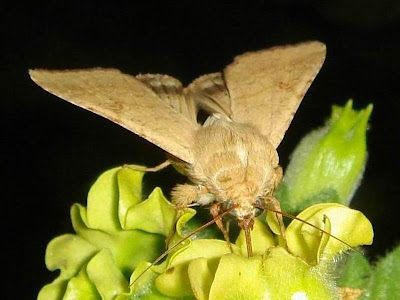 Corn Moth