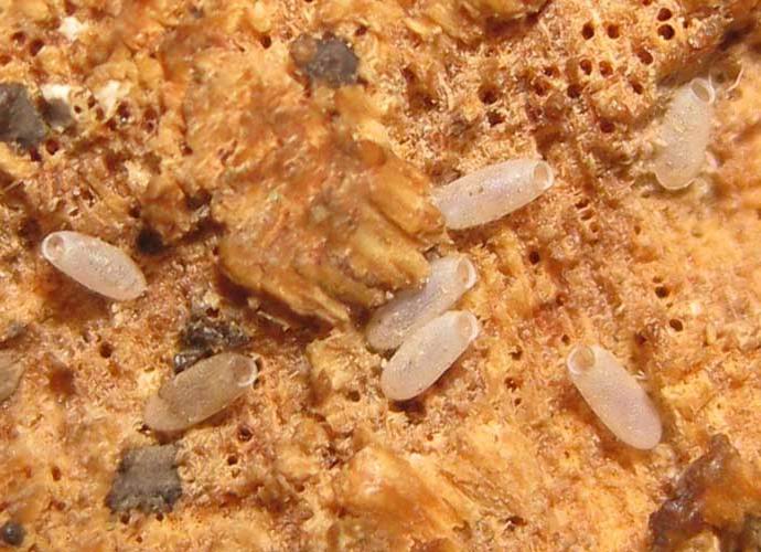 Brown dog tick images, how much does it cost 2 get rid of bed bugs