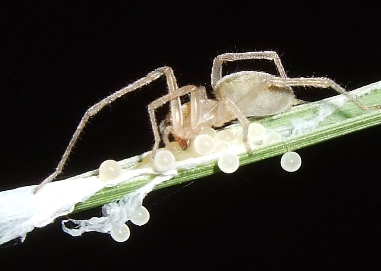 Spider Eggs Nature, Cultural, and Travel Photography Blog