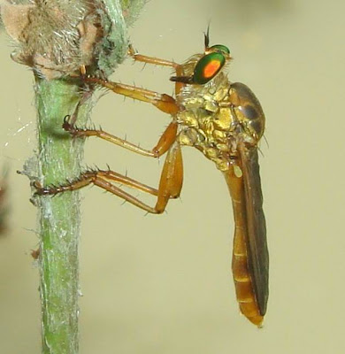 Robber flies can deliver a