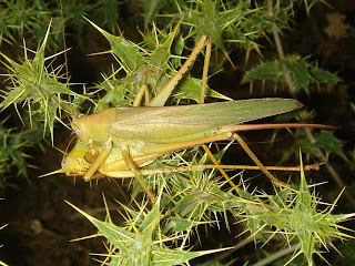 Bush Cricket