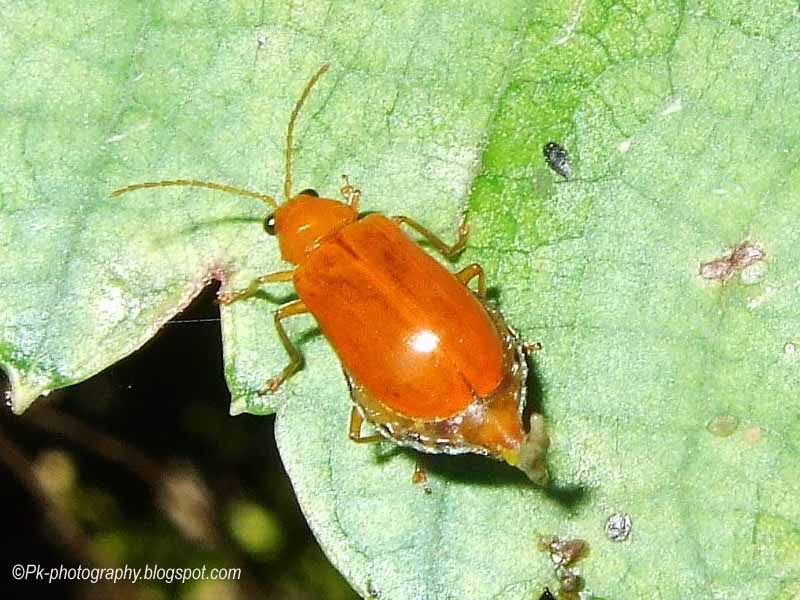 Cucurbit Leaf BeetleAulacophora indica Nature, Cultural, and Travel