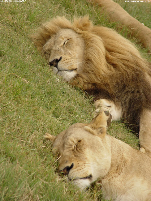 [lion_023_stxch.jpg]